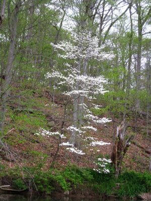 Dogwood explosion