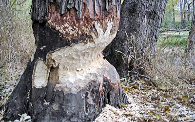 Beaver evidence