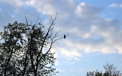 Hawk watches us